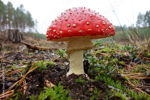 Amanita muscaria, the most iconic poisonous mushroom of the European forest