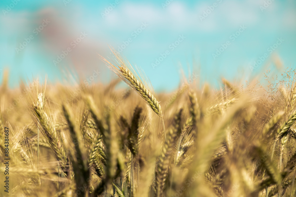 Agriculture field: Ripe ears of wheat, harvest Agriculture field: Ripe ears of wheat, harvest