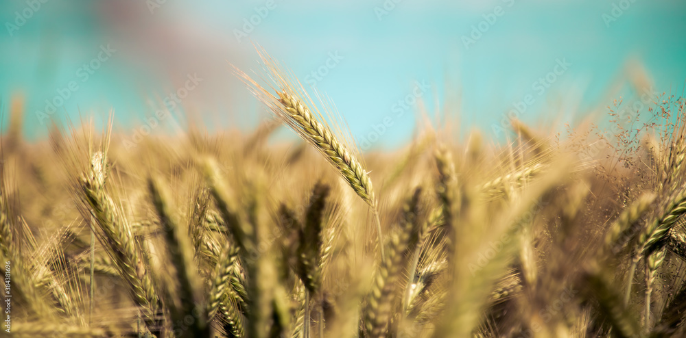 Agriculture field: Ripe ears of wheat, harvest Agriculture field: Ripe ears of wheat, harvest