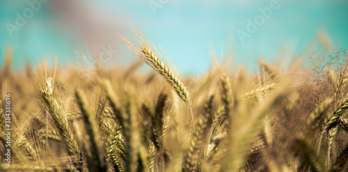 Agriculture field  Ripe ears of wheat  harvest