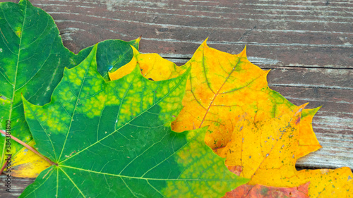 Fotografie colorful autumn leaves on the old wooden background