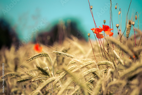 Agriculture field: Ripe ears of wheat and red poppy seed, harvest © Patrick Daxenbichler