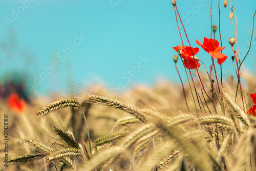 Agriculture field: Ripe ears of wheat and red poppy seed, harvest