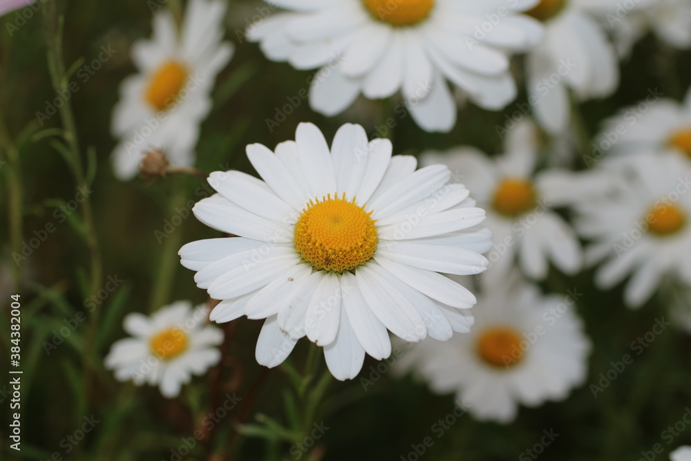 daisies in a garden daisies in a garden