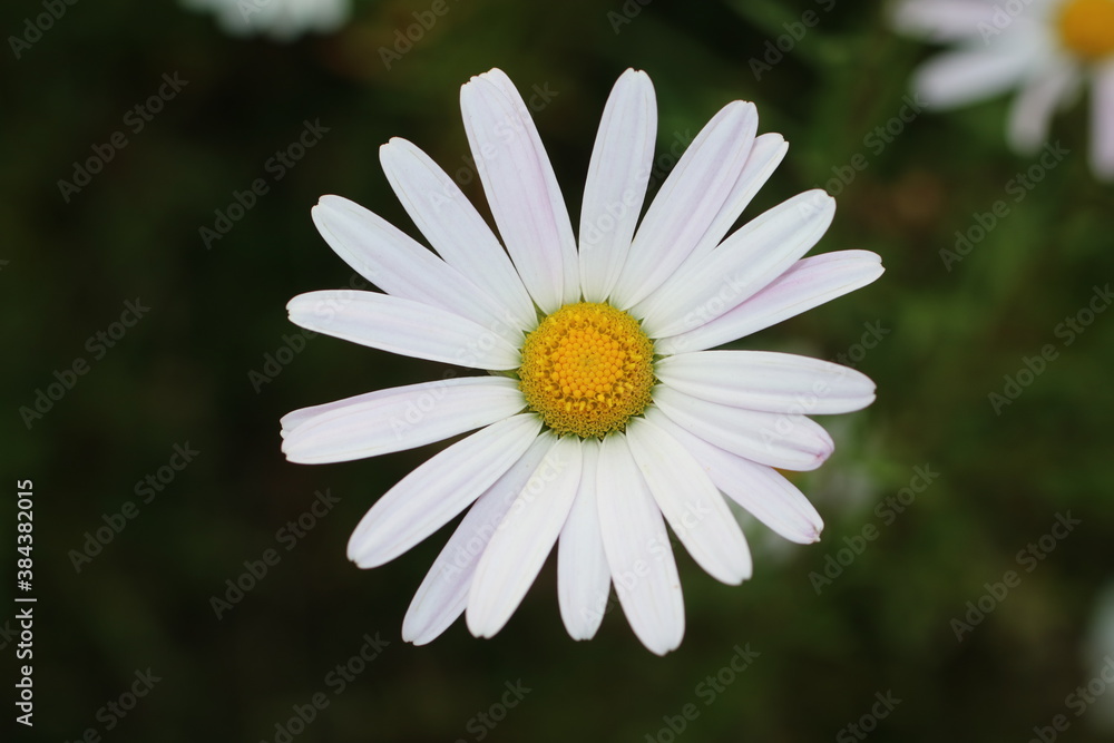 Fototapeta premium daisy in the garden