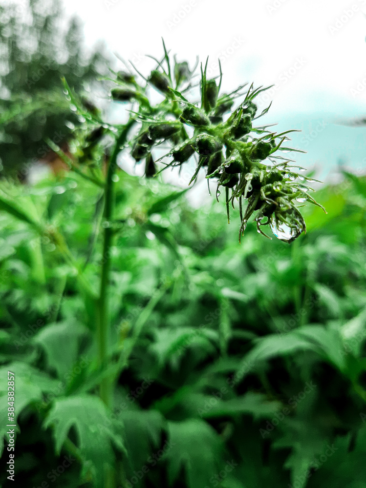 Nature Nature