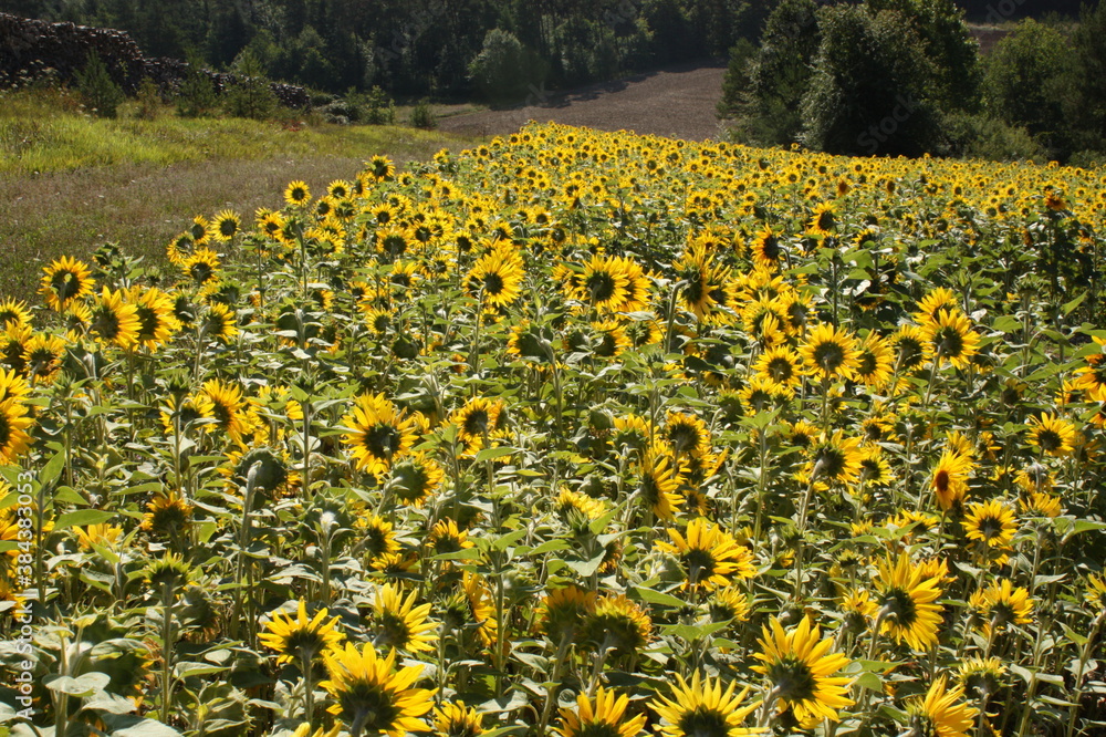 Obraz premium champ de tournesols
