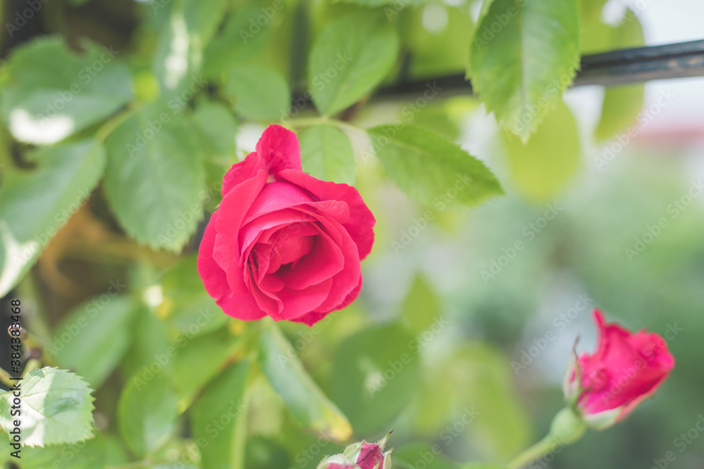 Red roses in the own garden. Valentines, mother’s day or birthday background Red roses in the own garden. Valentines, mother’s day or birthday background