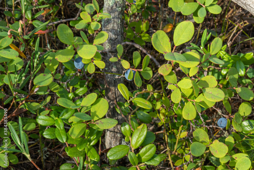 healthy,natural,organic, eco-friendly and blue blueberries with plants,trees in the forest,taiga,Park in summer and autumn healthy,natural,organic, eco-friendly and blue blueberries with plants,trees in the forest,taiga,Park in summer and autumn