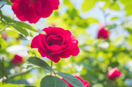 Red roses in the own garden. Valentines, mother’s day or birthday background