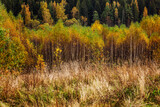 Bright multicolored autumn forest. Beautiful landscape.
