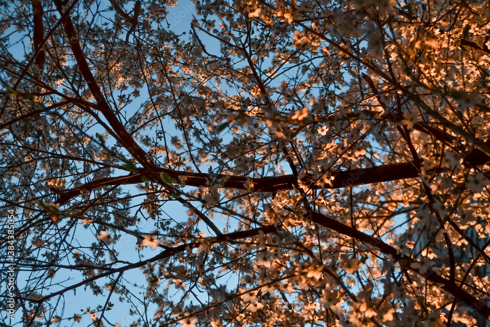 Blooming branches of spring apple tree with bright white flowers with petals, yellow stamens, green leaves in warm light of sunset. Clear blue sky background. Park in city Blooming branches of spring apple tree with bright white flowers with petals, yellow stamens, green leaves in warm light of sunset. Clear blue sky background. Park in city