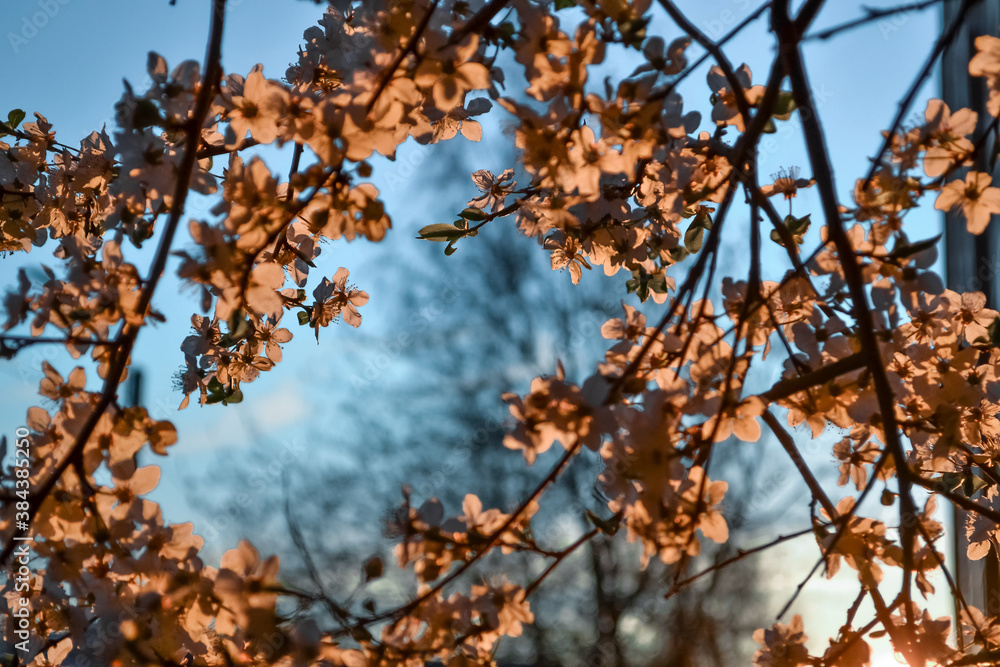 Blooming branches of spring apple tree with bright white flowers with petals, yellow stamens, green leaves in warm orange light of sunset. Clear blue sky background. City park Blooming branches of spring apple tree with bright white flowers with petals, yellow stamens, green leaves in warm orange light of sunset. Clear blue sky background. City park