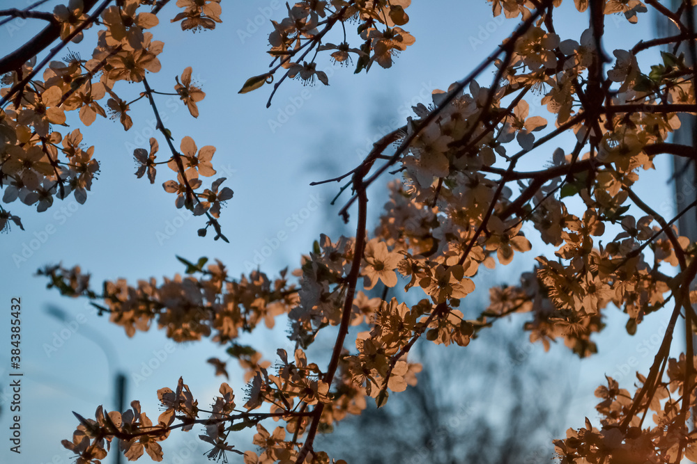 Blooming branches of spring apple tree with bright orange flowers with petals, yellow stamens, green leaves in warm light of sunset. Clear blue sky background. Park in city Blooming branches of spring apple tree with bright orange flowers with petals, yellow stamens, green leaves in warm light of sunset. Clear blue sky background. Park in city