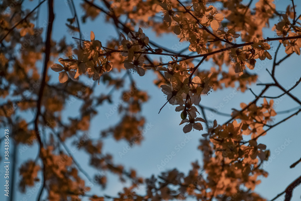 Blooming branches of spring apple tree with flowers with petals, stamens, leaves in warm orange sunset light. Clear blue sky backdrop. Park in city Blooming branches of spring apple tree with flowers with petals, stamens, leaves in warm orange sunset light. Clear blue sky backdrop. Park in city