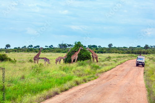 Photography Small herd of giraffes
