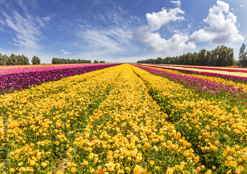 The huge field of buttercups