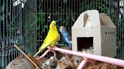 budgie in cage photo