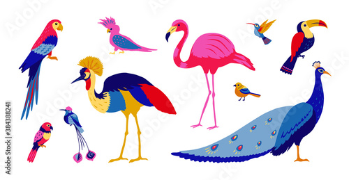 Tropical birds. Exotic colorful parrots and jungle forest birds, isolated collection of southern wild birds on white background. Vector illustration set of bright trendy modern design templates