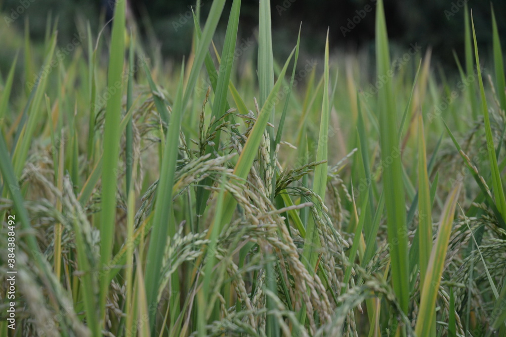 paddy field with paddy growing. paddy field with paddy growing.