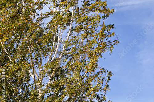 autumn leaves against blue sky