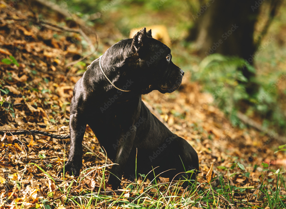 Cane Corso purebred dog playing in the meadow