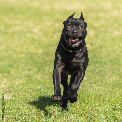 Fototapeta Naklejka Na Ścianę i Meble -  Cane Corso purebred dog playing in the meadow