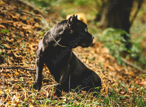 Cane Corso purebred dog playing in the meadow