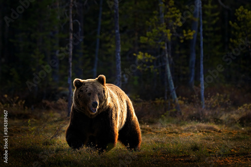 Bear hidden in yellow forest. Autumn trees with bear. Beautiful brown bear walking around lake, fall colours. Big danger animal in habitat. Wildlife scene from nature, Finaland. © ondrejprosicky