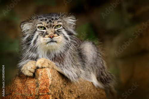 Pallas's cat or Manul, Otocolobus manul, cute wild cat from Asia. Wildlife scene from the nature. Animal in the nature habitat. Manul sitting on the stone in the hocky mountain habitat. © ondrejprosicky