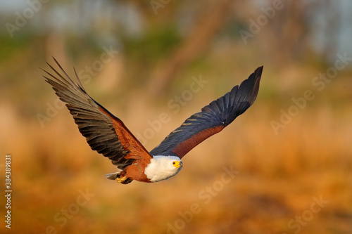 African Fish-eagle, Haliaeetus vocifer, brown bird with white head fly. Eagle flight above the lake water. Wildlife scene from African nature, Okavango delta, Botswana, Africa.