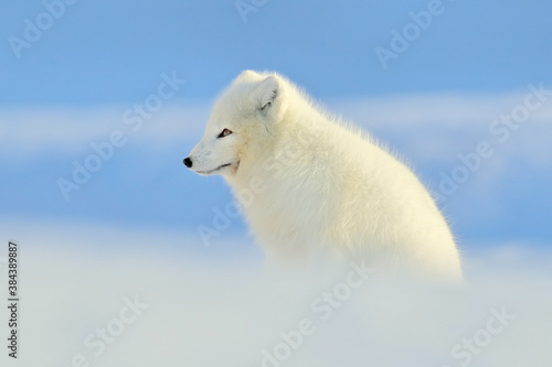 Arctic fox, beautiful animal in snow. Running polar fox. Wildlife action scene from nature, Vulpes lagopus, in the nature habitat, Svalbard, Norway. © ondrejprosicky