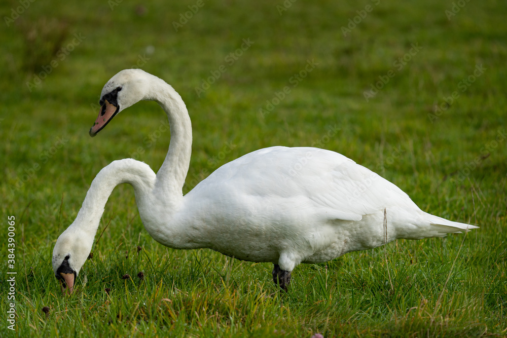 Double Exposure of a white mute swan post processed to show two heads attached to a single body