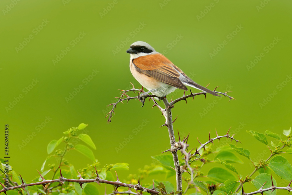 Red-backed shrike, Lanius collurio, bird from Bulgaria. Animal in the nature habitat, Europe. Shrike sitting on the branch. Red-backed shrike, Lanius collurio, bird from Bulgaria. Animal in the nature habitat, Europe. Shrike sitting on the branch.
