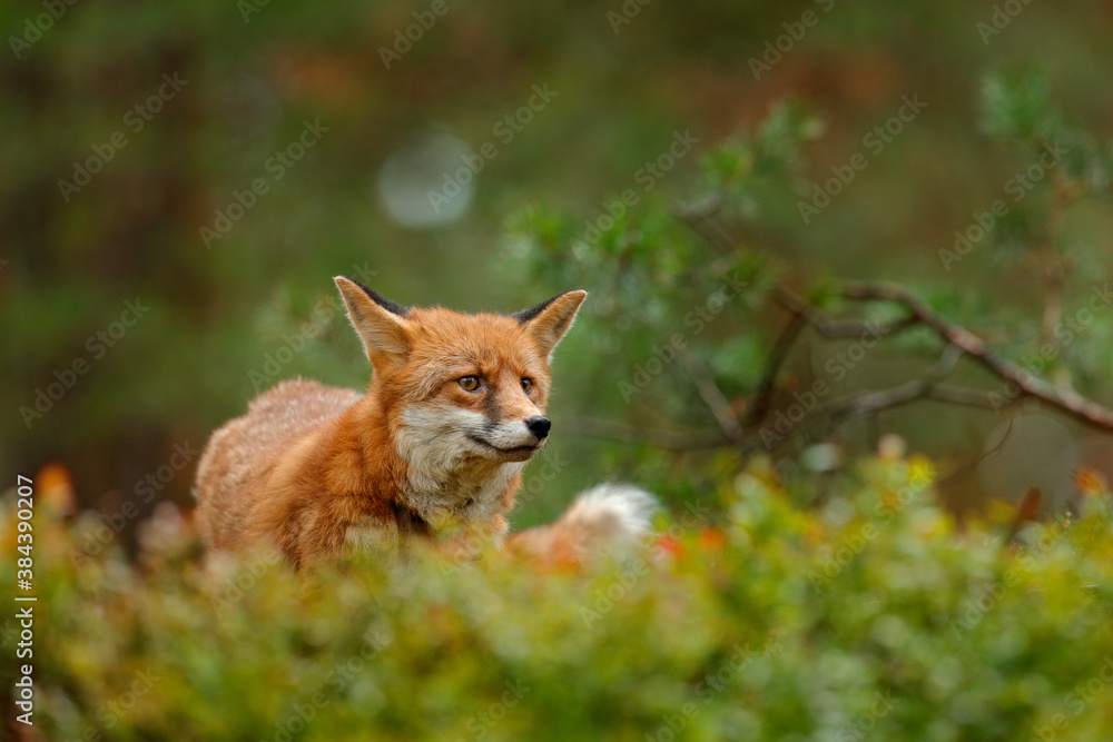 Obraz premium Fox in green forest. Cute Red Fox, Vulpes vulpes, at forest on mossy stone. Wildlife scene from nature. Animal in nature habitat. Animal in green environment.
