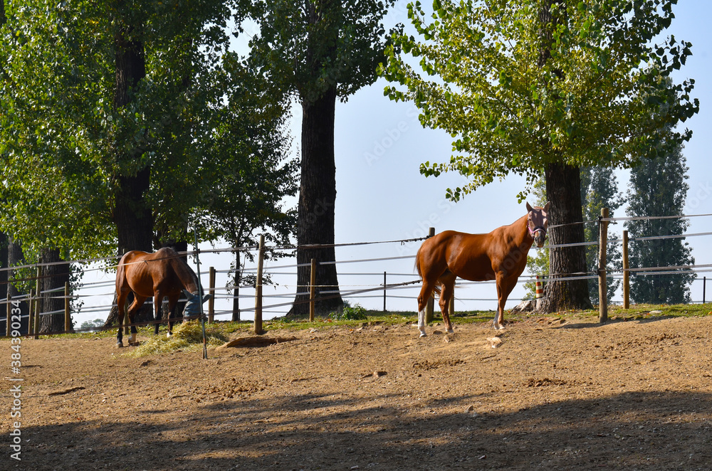 view of a stable with racing horses view of a stable with racing horses
