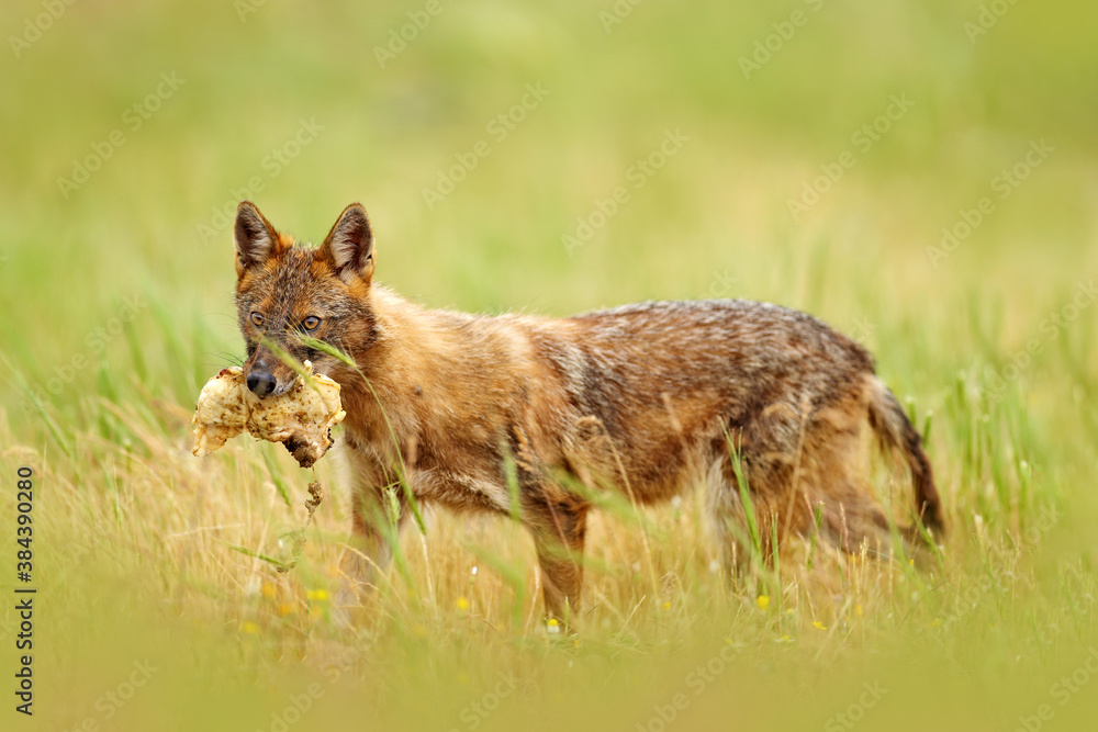 Fototapeta premium Bulgaria wildlife, Balkan in Europe. Golden jackal, Canis aureus, feeding scene on meadow, Madzharovo, Eastern Rhodopes. Wild dog behavior scene in nature. Mountain animal in the habitat.