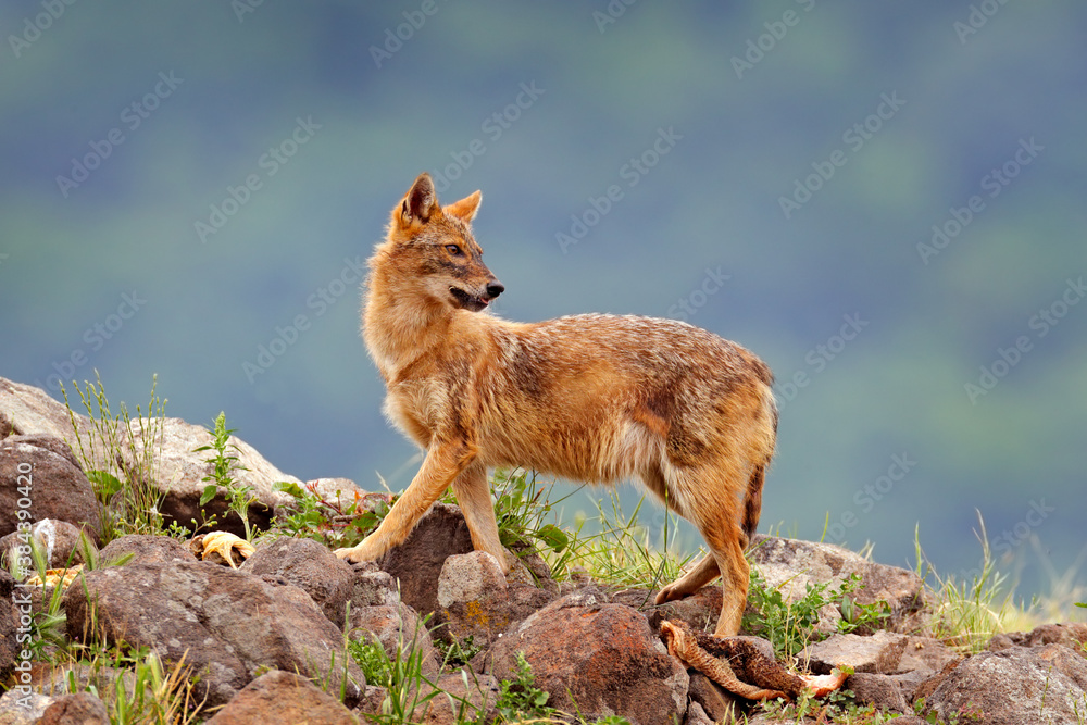 Obraz premium Bulgaria wildlife, Balkan in Europe. Golden jackal, Canis aureus, feeding scene on meadow, Madzharovo, Eastern Rhodopes. Wild dog behavior scene in nature. Mountain animal in the habitat.
