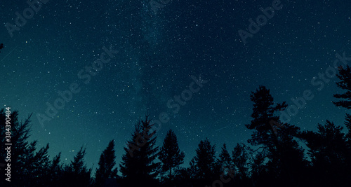 The night sky with the outlines of the trees, the milky way