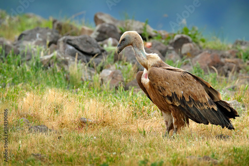 Griffon Vulture  Gyps fulvus  big birds of prey sitting on rocky mountain  nature habitat  Madzarovo  Bulgaria  Eastern Rhodopes. Wildlife from Balkan. Wildlife scene from nature. Blue flower on rock.