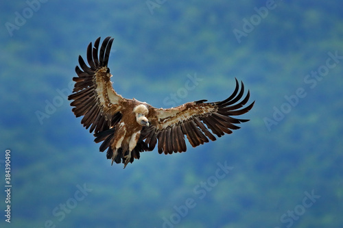 Vulture flight. Griffon Vulture, Gyps fulvus, big birds of prey fly above rocky mountain, nature habitat, Madzarovo, Bulgaria, Eastern Rhodopes. Wildlife from Balkan. Wildlife scene from nature.