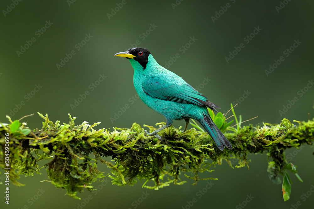 Fototapeta premium Green Honeycreeper, Chlorophanes spiza, exotic tropical malachite green and blue bird from Costa Rica. Tanager from tropical forest. Wildlife scene, bird in the habitat.