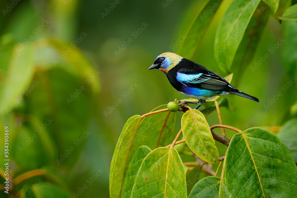 Obraz premium Golden-hooded Tanager, Tangara larvata, exotic tropical blue bird with gold head from Costa Rica. Tanager sitting on the branch. Green mossy stick in the forest with bird. Wildlife scene from nature.