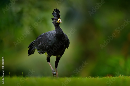Black jungle bird. Great Curassow, Crax rubra, big black bird with yellow bill in the nature habitat, Costa Rica. Wildlife scene from tropic forest. Brown bird in green grass, tropic nature.