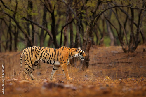 Indian tiger  wild animal in the nature habitat  Ranthambore NP  India. Big cat  endangered animal. End of dry season  beginning monsoon. Tiger from Asia.