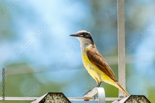 A Great Kiskadee bird in the roof with blurred nature background in a sunny day photo