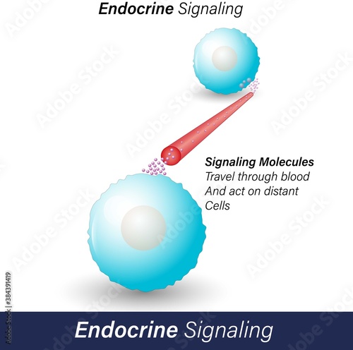 Endocrine cell signaling by hormone molecules which are released by a cell acts on distant cell through the blood by binding to its receptor and stimulates the receptor molecules vector 