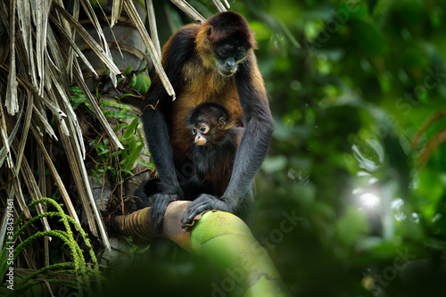 Spider monkey familiy on palm tree. Green wildlife of Costa Rica. Black-handed Spider Monkey, mother and young in tropical forest. Animal in the nature habitat, on the tree. photo