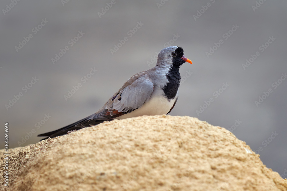 Namaqua dove, Oena capensis, grey black bird from Kruger NP, South Africa. Dove sitting on the stone i the nature habitat. Bird with red bill. Namaqua dove, Oena capensis, grey black bird from Kruger NP, South Africa. Dove sitting on the stone i the nature habitat. Bird with red bill.