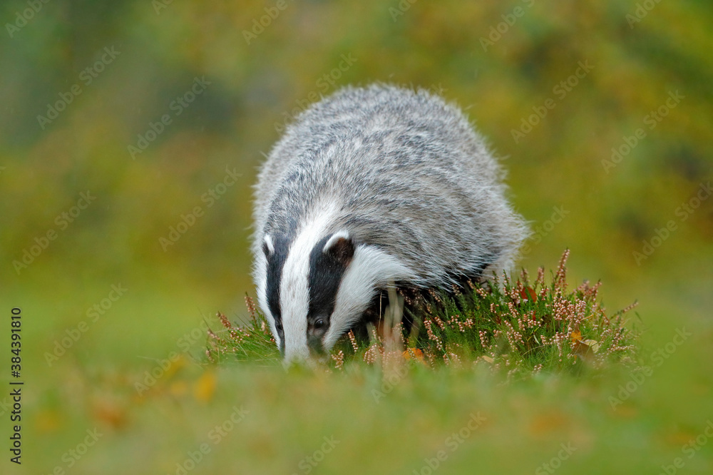 Obraz premium Badger in the green grass, animal in nature habitat, Germany, Europe. Wild Badger, mammal in environment, feeding. Wildlife nature. Cute black and white badger.